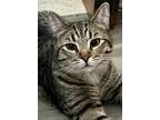 Adopt Caroline a Tabby