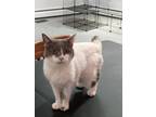 Adopt Crystal a Japanese Bobtail