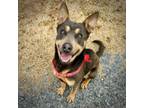 Adopt Sammy a Australian Kelpie