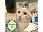 Adopt Fearless - Working Cat a Domestic Short Hair