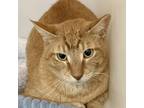 Adopt Clay a Domestic Short Hair