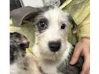 Adopt Sid a Terrier, Mixed Breed