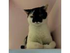 Adopt Cookie a Domestic Short Hair