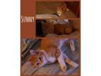 Adopt Sunny a Domestic Short Hair