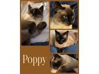 Adopt Poppy a Tonkinese, Siamese