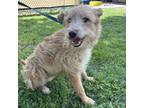 Adopt Watson a Terrier, Mixed Breed