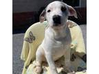 Adopt Dublin - K180 a Mixed Breed