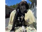 Adopt Stout - K151 a German Shorthaired Pointer, Black Mouth Cur