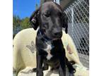 Adopt Merlot - K150 a German Shorthaired Pointer, Black Mouth Cur