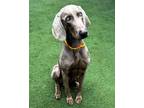 Adopt Clark a Weimaraner