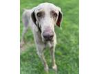 Adopt Marlin a Weimaraner