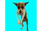Adopt Keith a Rat Terrier, Jack Russell Terrier