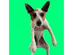 Adopt Kody a Rat Terrier, Jack Russell Terrier
