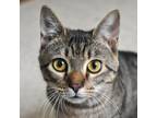 Adopt Akela a Domestic Short Hair