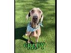 Adopt Grady a Weimaraner