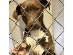 Adopt Anderson a Pit Bull Terrier