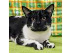 Adopt Asher a Domestic Short Hair