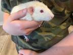 Adopt Oliver a Rat