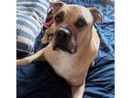 Adopt YELLOW a Mastiff, Mixed Breed