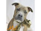Adopt Mel a Pit Bull Terrier
