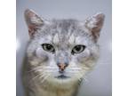 Adopt Oscar a Domestic Short Hair