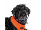 Adopt Hetch Hetchy 11655 a Poodle