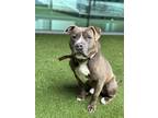 Adopt OLLIE a Pit Bull Terrier
