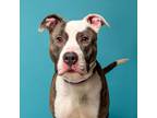 Adopt Daz a Pit Bull Terrier, Mixed Breed