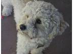 Adopt Charlie (two) a Poodle