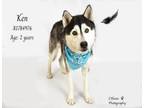 Adopt Dog a Siberian Husky