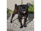 Adopt Trusty a Pug, Mixed Breed