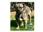 Adopt COH Lucas a Pug, Terrier