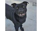 Adopt Vader a Pit Bull Terrier, Mixed Breed