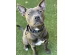 Adopt SNOOP D.O.GG a Pit Bull Terrier