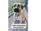 Adopt George a Anatolian Shepherd