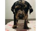 Adopt ZEPPELIN a Catahoula Leopard Dog