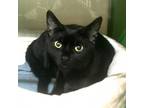 Adopt SHADOW (bonded to SONNY) a Domestic Short Hair