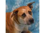 Adopt Colonel Mustard a Boxer, Australian Cattle Dog / Blue Heeler