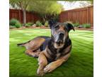 Adopt JOHNNY a German Shepherd Dog