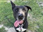 Adopt PEPPER a Pit Bull Terrier, Labrador Retriever