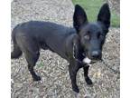 Adopt ROGER a German Shepherd Dog, Mixed Breed