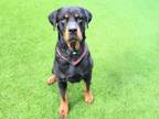 Adopt BEEBOP a Rottweiler, Mixed Breed