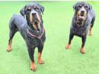 Adopt ROCKSTEADY a Rottweiler, Mixed Breed