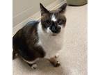 Adopt Willie a Siamese, Domestic Short Hair