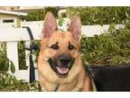 Adopt Kai a German Shepherd Dog