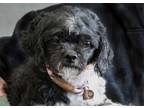 Adopt Bishop a Shih Tzu, Bichon Frise