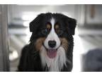 Adopt Gunner a Australian Shepherd