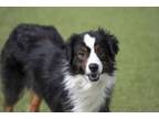 Adopt Buddy a Australian Shepherd