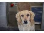 Adopt Legend a Golden Retriever