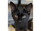 Adopt Brooklyn with Queens a Domestic Short Hair